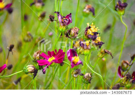 Cosmos flowers, a symbol of autumn blooming, are in a miserable state, sunburnt by the intense heat. Cosmos flowers, a symbol of autumn blooming, are in a miserable state, sunburnt by the intense heat. 143087673