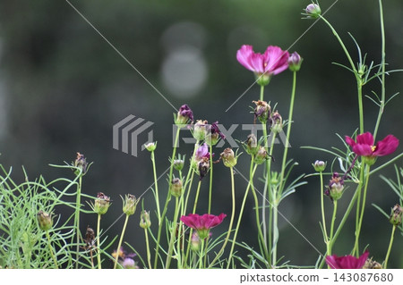 Cosmos flowers, a symbol of autumn blooming, are in a miserable state, sunburnt by the intense heat. Cosmos flowers, a symbol of autumn blooming, are in a miserable state, sunburnt by the intense heat. 143087680