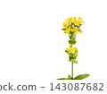 白色背景，聖約翰草花 143087682