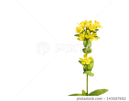 白色背景,聖約翰草花 白色背景,聖約翰草花 143087682