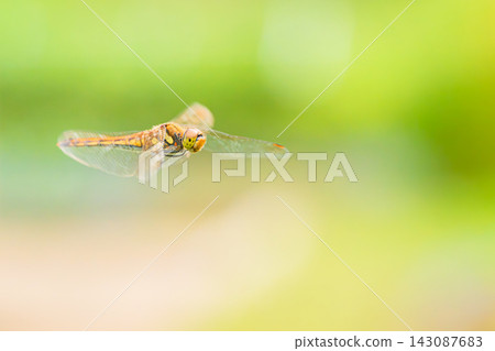A flying red dragonfly A flying red dragonfly 143087683
