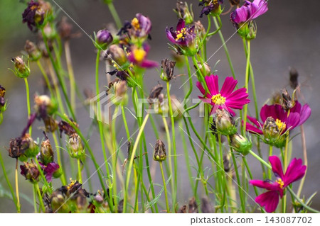 Cosmos flowers, a symbol of autumn blooming, are in a miserable state, sunburnt by the intense heat. Cosmos flowers, a symbol of autumn blooming, are in a miserable state, sunburnt by the intense heat. 143087702