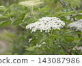 接骨木花 143087986