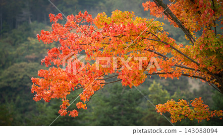 japan beautiful maple leaf travel background maple maple leaf japan beautiful maple leaf travel background maple maple leaf 143088094
