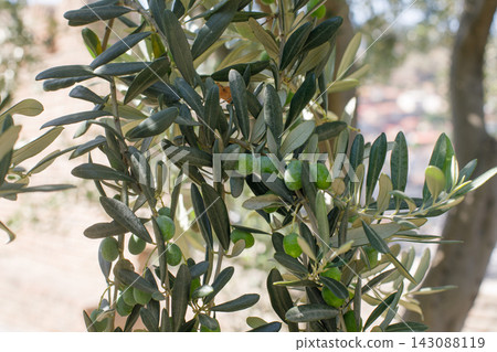 Olives Tree close-up, organic background 143088119