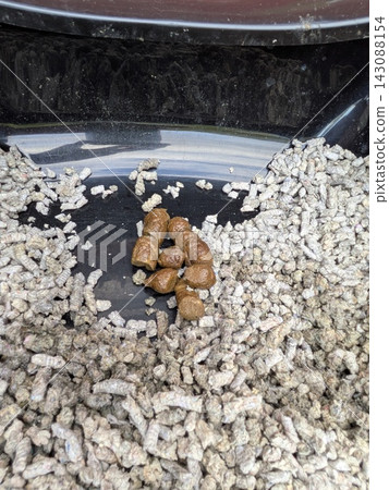 Cat poo excrement in litter tray training pet Cat poo excrement in litter tray training pet 143088154