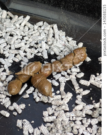 Cat poo excrement in litter tray training pet Cat poo excrement in litter tray training pet 143088155