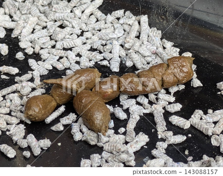 Cat poo excrement in litter tray training pet Cat poo excrement in litter tray training pet 143088157