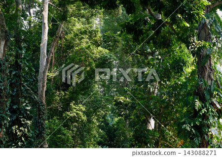 Tropical forest canopy: A photograph of towering trees and dappled sunlight in the Indonesian rainforest. Tropical forest canopy: A photograph of towering trees and dappled sunlight in the Indonesian rainforest. 143088271