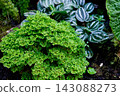 卷柏（穗狀苔蘚）特寫：一種來自印尼的充滿活力的綠色地被植物。 143088273