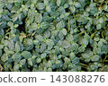 網紋草（馬賽克植物）：一種原產於印尼的熱帶植物，葉片上有美麗的白色脈紋圖案。 143088276