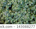 網紋草（馬賽克植物）：一種原產於印尼的熱帶植物，葉片上有美麗的白色脈紋圖案。 143088277