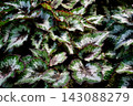 麗格海棠：一種原產於印尼的熱帶植物，葉片上有美麗、鮮豔的銀色、綠色和紅色圖案。 143088279