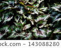 麗格海棠：一種原產於印尼的熱帶植物，葉片上有美麗、鮮豔的銀色、綠色和紅色圖案。 143088280