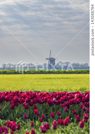 Field of tulips with Ondermolen windmill near Alkmaar, The Netherlands Field of tulips with Ondermolen windmill near Alkmaar, The Netherlands 143088764