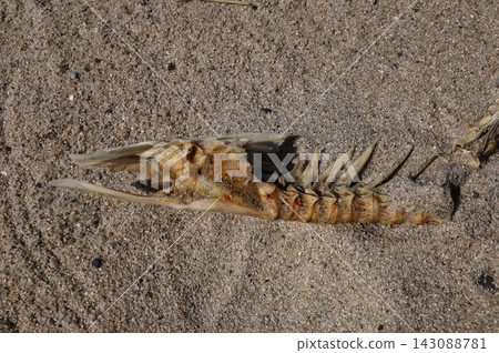 Bones found while beachcombing Bones found while beachcombing 143088781