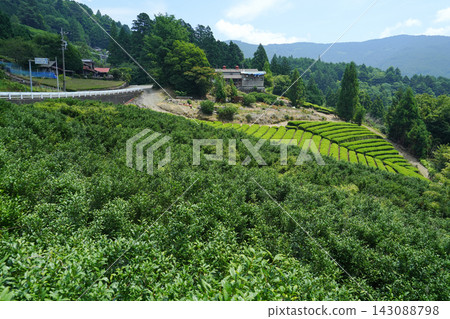 Shizuoka Prefecture, Shizuoka City, Aoi Ward, Oma, Tea Plantation Shizuoka Prefecture, Shizuoka City, Aoi Ward, Oma, Tea Plantation 143088798