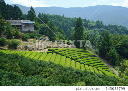 Shizuoka Prefecture, Shizuoka City, Aoi Ward, Oma, Tea Plantation Shizuoka Prefecture, Shizuoka City, Aoi Ward, Oma, Tea Plantation 143088799