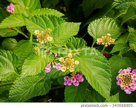 Lantana Lantana 143088905