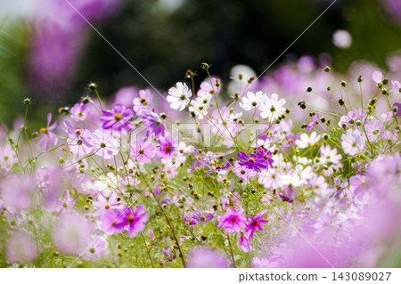 A vibrant autumn scene with cosmos flowers in full bloom. A vibrant autumn scene with cosmos flowers in full bloom. 143089027
