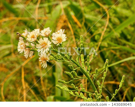 Akinonogi Akinonogi 143089045