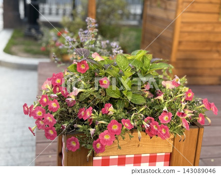 Colorful pink flowers blooming in wooden planter box beside garden walkway with soft background blur Colorful pink flowers blooming in wooden planter box beside garden walkway with soft background blur 143089046