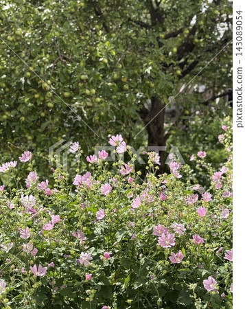 Pink mallow flowers blooming beneath leafy citrus tree in lush garden with natural vertical composition Pink mallow flowers blooming beneath leafy citrus tree in lush garden with natural vertical composition 143089054