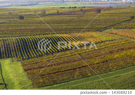 Autumn in moravian vineyards near Velke Bilovice, Southern Moravia, Czech Republic Autumn in moravian vineyards near Velke Bilovice, Southern Moravia, Czech Republic 143089210