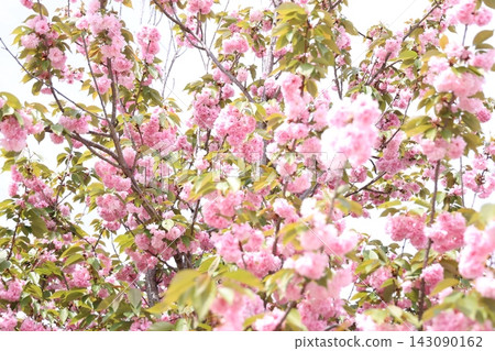 Beautiful pink cherry blossoms Beautiful pink cherry blossoms 143090162