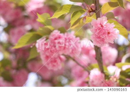 Beautiful pink cherry blossoms Beautiful pink cherry blossoms 143090163