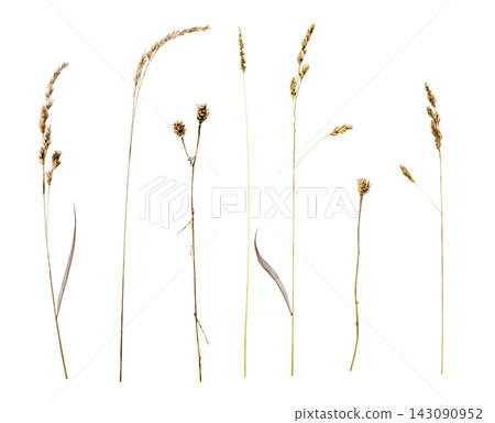Set of dried wild grass plants with seed heads, upright on transparent background Set of dried wild grass plants with seed heads, upright on transparent background 143090952