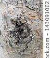 Close up of a deep knot hole in rough tree bark 143091062