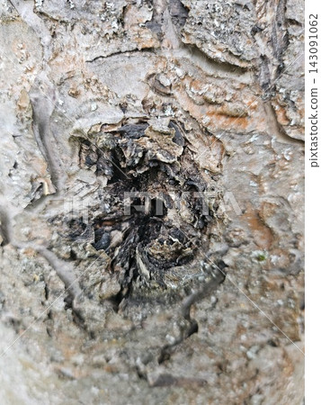 Close up of a deep knot hole in rough tree bark Close up of a deep knot hole in rough tree bark 143091062