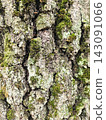 Old tree bark texture heavily covered with green moss and lichen 143091066