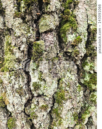 Old tree bark texture heavily covered with green moss and lichen Old tree bark texture heavily covered with green moss and lichen 143091066