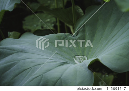 水珠在翠綠的大荷葉上閃閃發光 水珠在翠綠的大荷葉上閃閃發光 143091347
