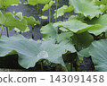Green lotus leaves and raindrops spread across the lotus pond in the rain. 143091458