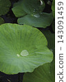 Green lotus leaves and raindrops spread across the lotus pond in the rain. 143091459