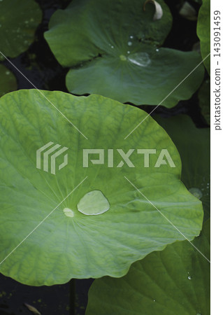 Green lotus leaves and raindrops spread across the lotus pond in the rain. Green lotus leaves and raindrops spread across the lotus pond in the rain. 143091459