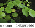 Green lotus leaves and raindrops spread across the lotus pond in the rain. 143091460