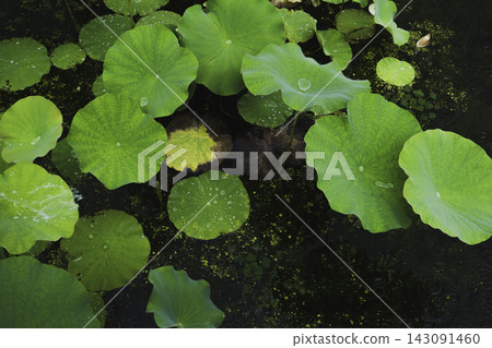 Green lotus leaves and raindrops spread across the lotus pond in the rain. Green lotus leaves and raindrops spread across the lotus pond in the rain. 143091460