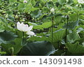 White lotus flowers blooming in a lush lotus pond. 143091498