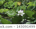 White lotus flowers blooming in a lush lotus pond. 143091499