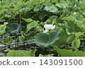 White lotus flowers blooming in a lush lotus pond. 143091500