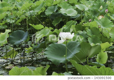 White lotus flowers blooming in a lush lotus pond. White lotus flowers blooming in a lush lotus pond. 143091500