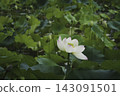 White lotus flowers blooming in a lush lotus pond. 143091501