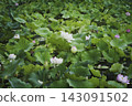 White lotus flowers blooming in a lush lotus pond. 143091502