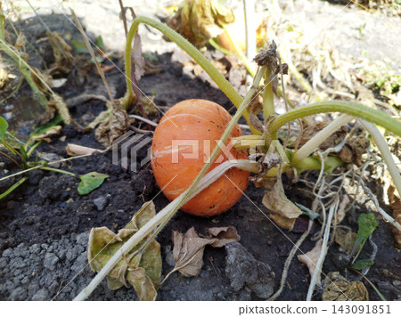 Bright orange pumpkin grows on green hairy vines over dark soil in a garden plot during autumn, surrounded by wilted leaves under direct sunlight. Bright orange pumpkin grows on green hairy vines over dark soil in a garden plot during autumn, surrounded by wilted leaves under direct sunlight. 143091851