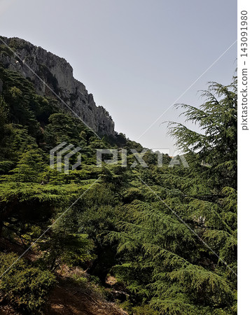 Ancient Atlas cedar (Cedrus atlantica) stands clutch rugged montane slopes across the Rif range Ancient Atlas cedar (Cedrus atlantica) stands clutch rugged montane slopes across the Rif range 143091980