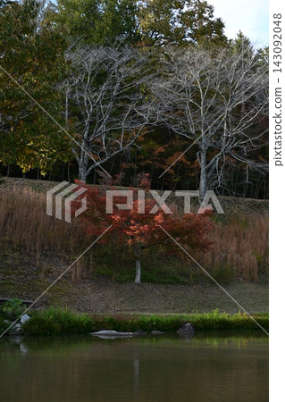 碎葉和秋葉 碎葉和秋葉 143092048